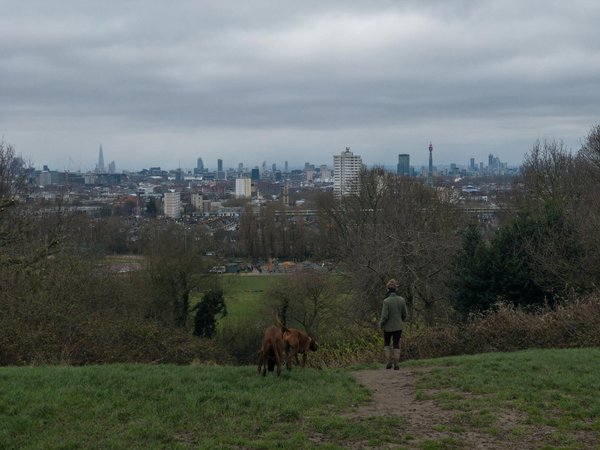 Comment enseigner à un chien de race Whippet à tolérer le port de vêtements pour temps froid?