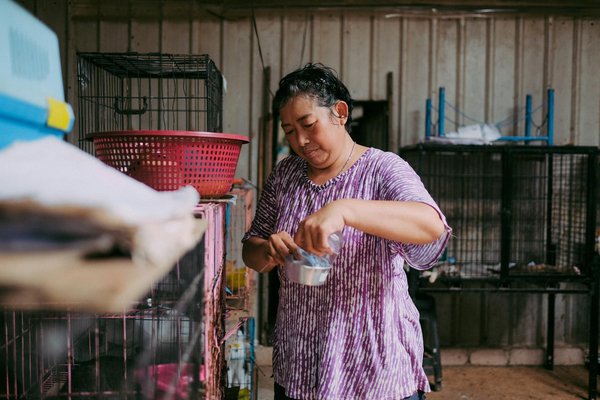 Comment implémenter une routine de brossage quotidien pour un chat de race Persian?