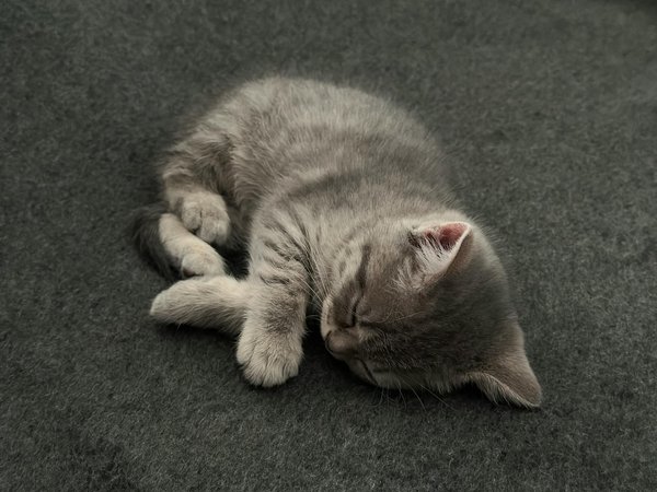 5 astuces pour un brossage efficace de votre chien