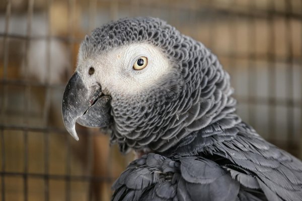 5 astuces pour un brossage efficace de votre chien