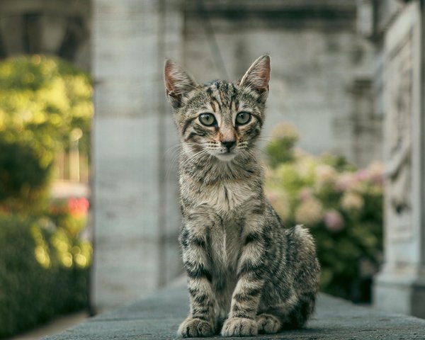 Les avantages de la stérilisation pour la santé des animaux